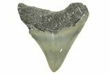 Serrated, Posterior Megalodon Tooth - North Carolina #368058-1